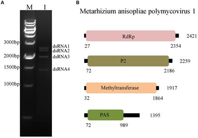 Infection with a novel polymycovirus enhances growth, conidiation and sensitivity to UV-B irradiation of the entomopathogenic fungus Metarhizium anisopliae